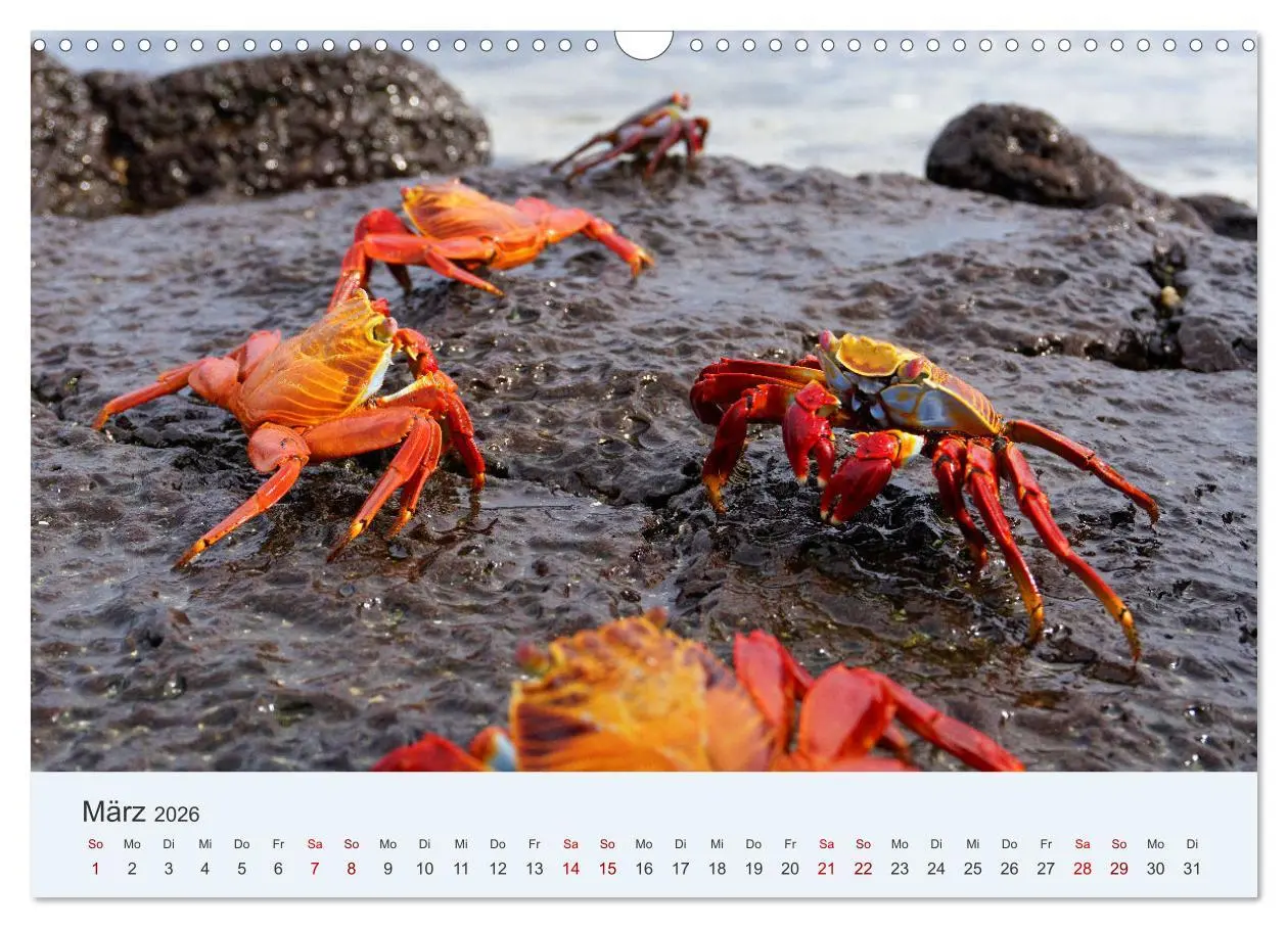 Bild: 9783457405024 | Entdecke Galapagos (Wandkalender 2026 DIN A3 quer), CALVENDO...