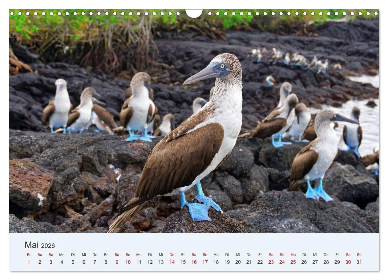 Bild: 9783457405024 | Entdecke Galapagos (Wandkalender 2026 DIN A3 quer), CALVENDO...