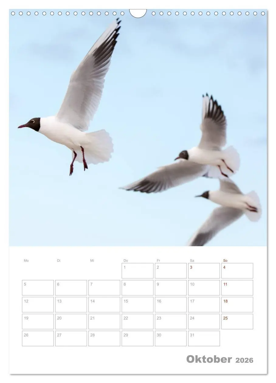 Bild: 9783516425024 | Möwen - die Vögel der Küste (Wandkalender 2026 DIN A3 hoch),...