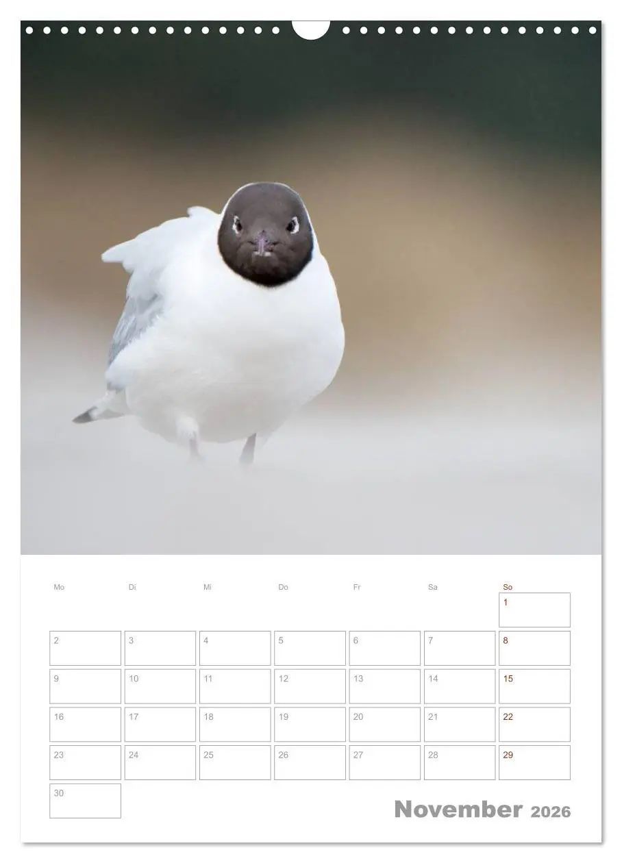Bild: 9783516425024 | Möwen - die Vögel der Küste (Wandkalender 2026 DIN A3 hoch),...