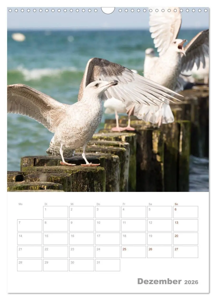 Bild: 9783516425024 | Möwen - die Vögel der Küste (Wandkalender 2026 DIN A3 hoch),...
