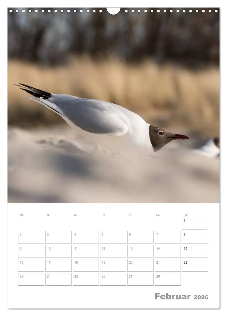 Bild: 9783516425024 | Möwen - die Vögel der Küste (Wandkalender 2026 DIN A3 hoch),...