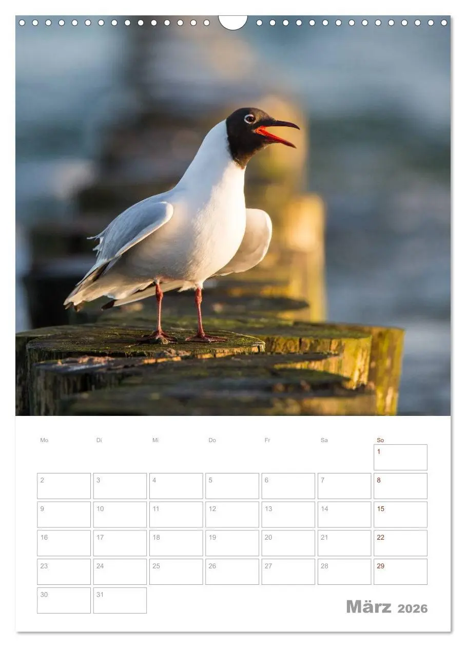 Bild: 9783516425024 | Möwen - die Vögel der Küste (Wandkalender 2026 DIN A3 hoch),...