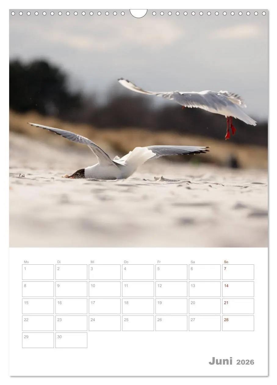 Bild: 9783516425024 | Möwen - die Vögel der Küste (Wandkalender 2026 DIN A3 hoch),...