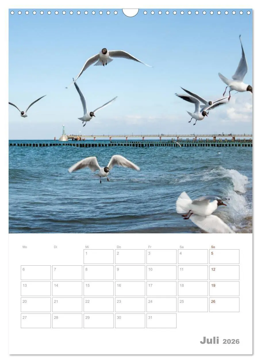 Bild: 9783516425024 | Möwen - die Vögel der Küste (Wandkalender 2026 DIN A3 hoch),...