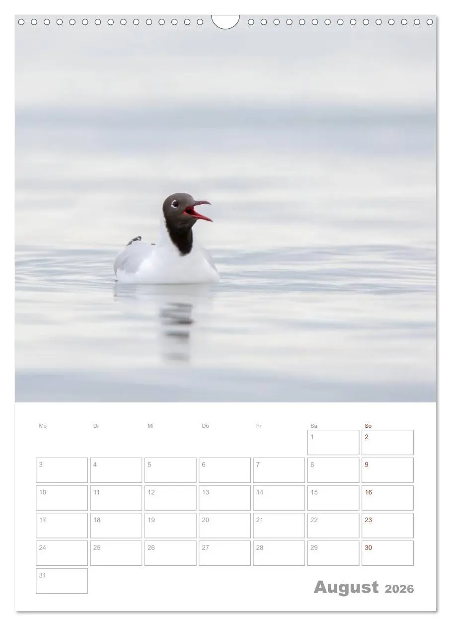 Bild: 9783516425024 | Möwen - die Vögel der Küste (Wandkalender 2026 DIN A3 hoch),...