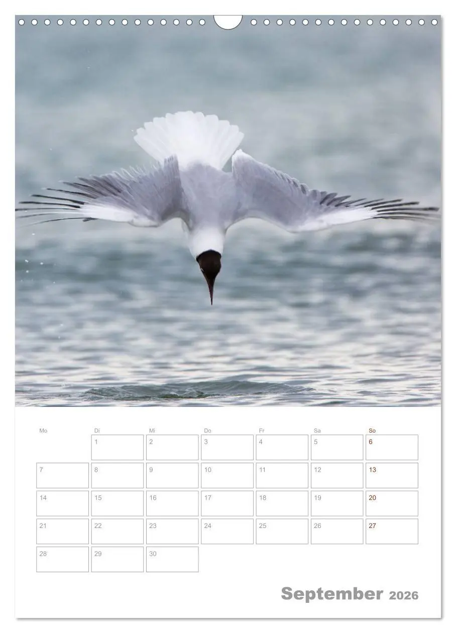 Bild: 9783516425024 | Möwen - die Vögel der Küste (Wandkalender 2026 DIN A3 hoch),...