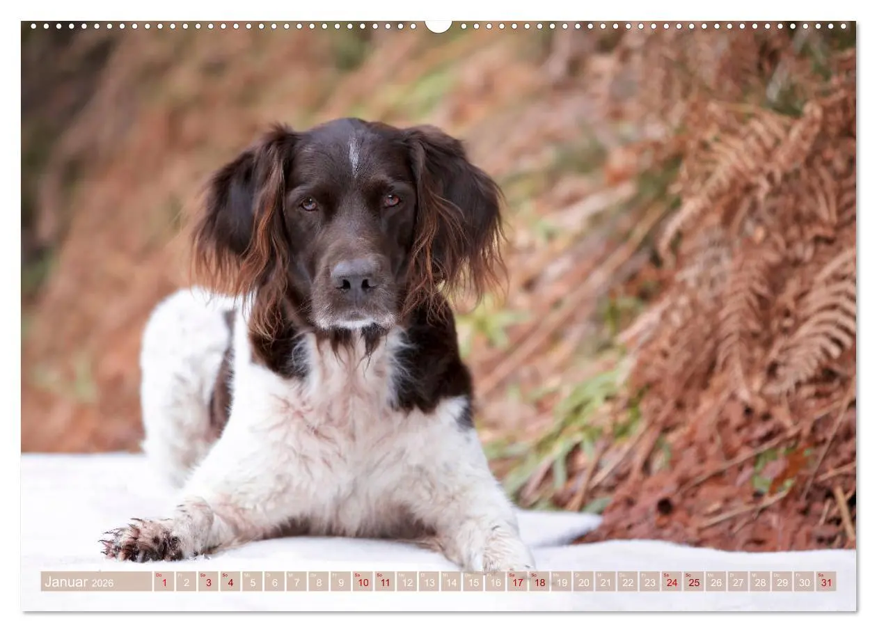Bild: 9783457705124 | Passion Jagdhund - Kleiner Münsterländer (Wandkalender 2026 DIN A2...