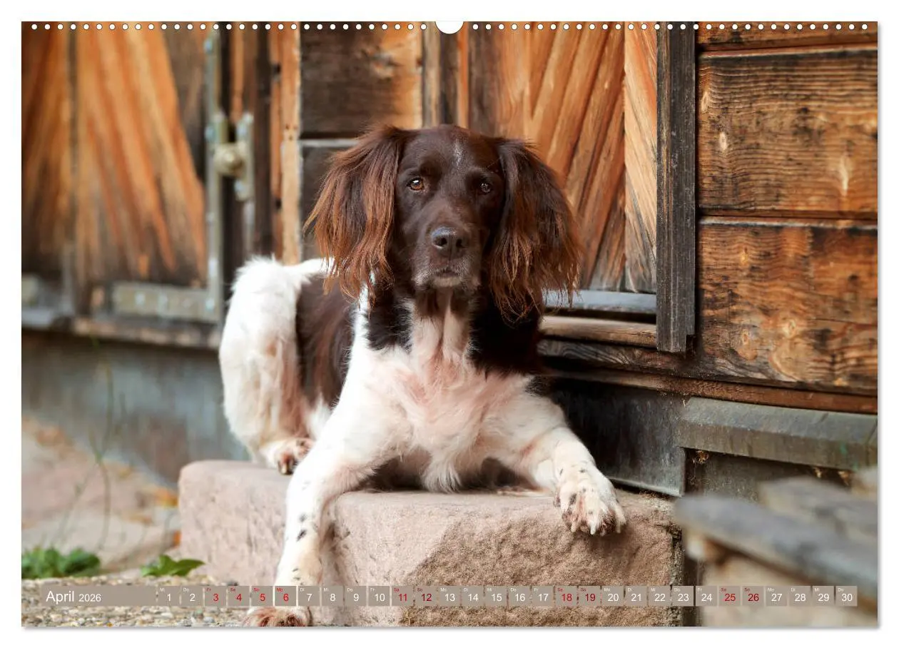 Bild: 9783457705124 | Passion Jagdhund - Kleiner Münsterländer (Wandkalender 2026 DIN A2...