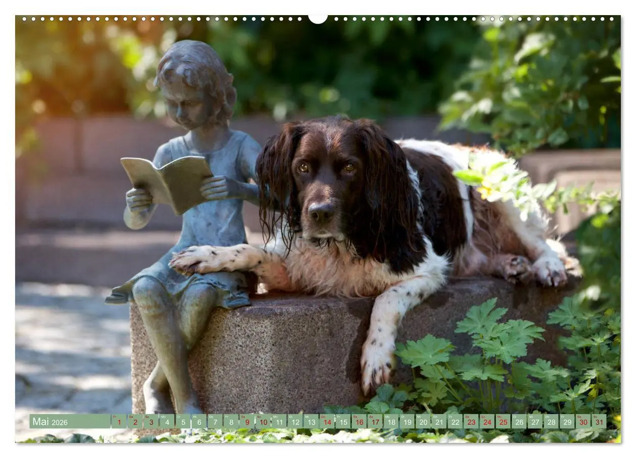 Bild: 9783457705124 | Passion Jagdhund - Kleiner Münsterländer (Wandkalender 2026 DIN A2...