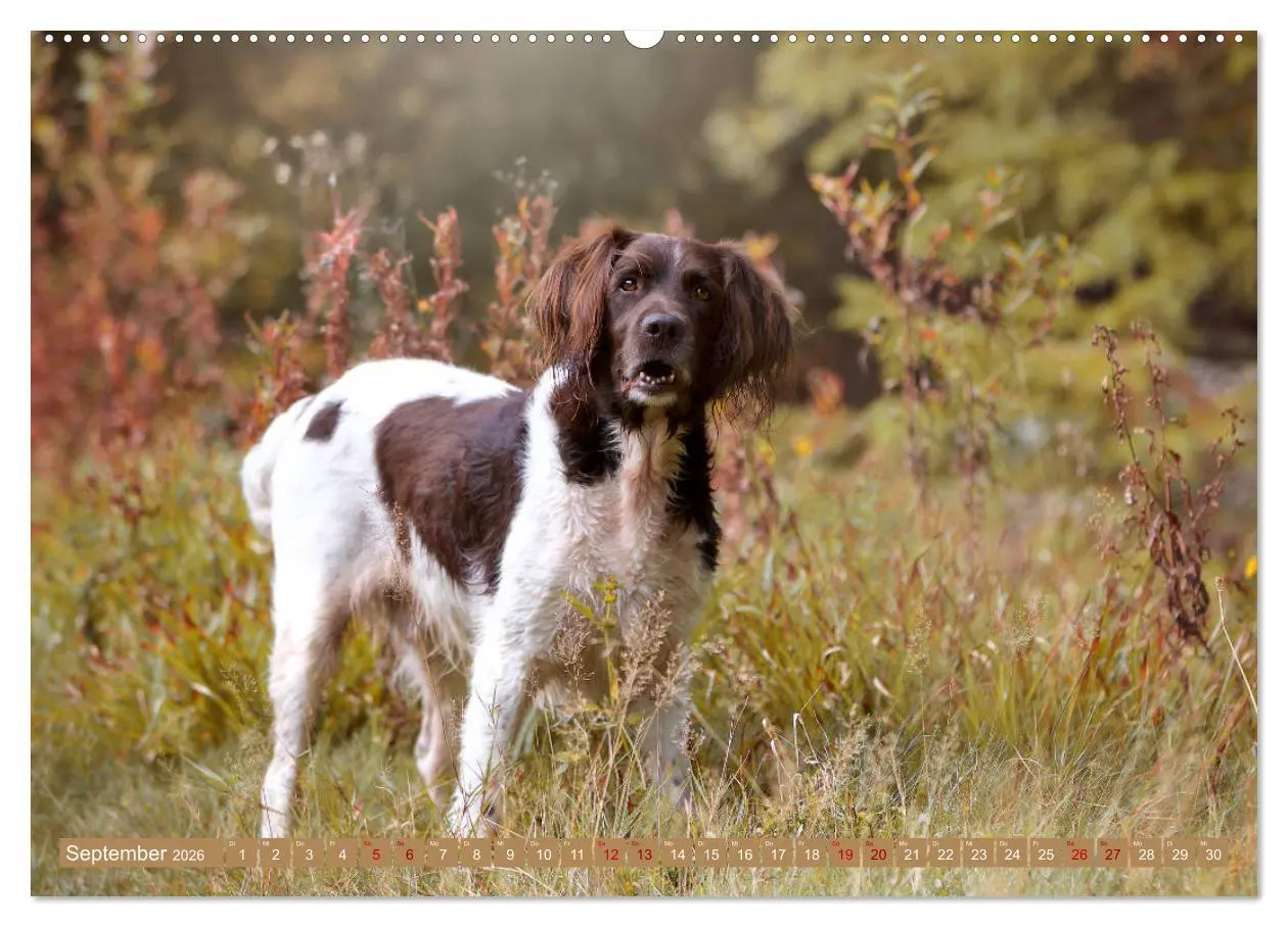 Bild: 9783457705124 | Passion Jagdhund - Kleiner Münsterländer (Wandkalender 2026 DIN A2...