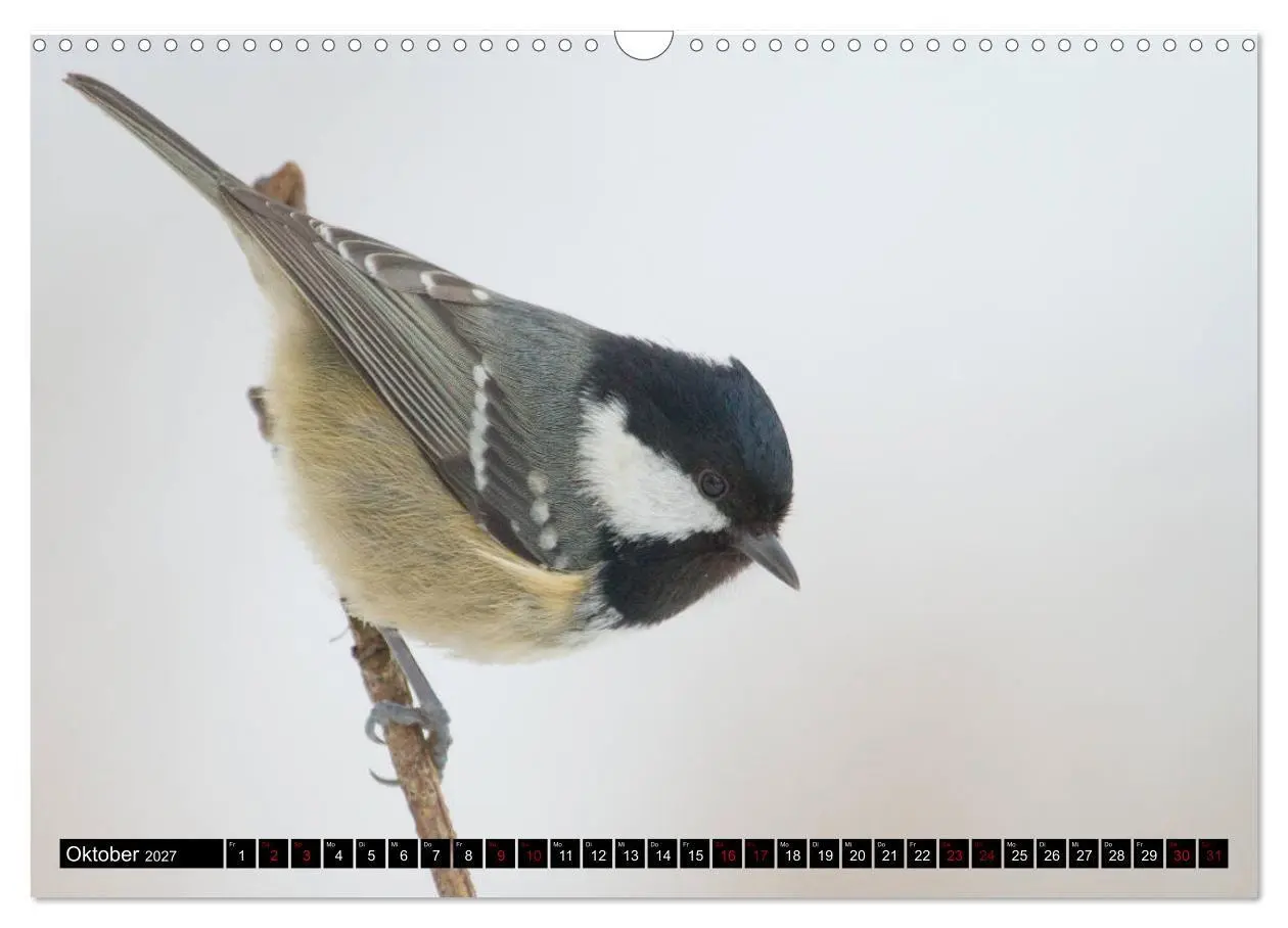 Bild: 9783569805224 | Vögel aus dem Garten (Wandkalender 2027 DIN A3 quer), CALVENDO...