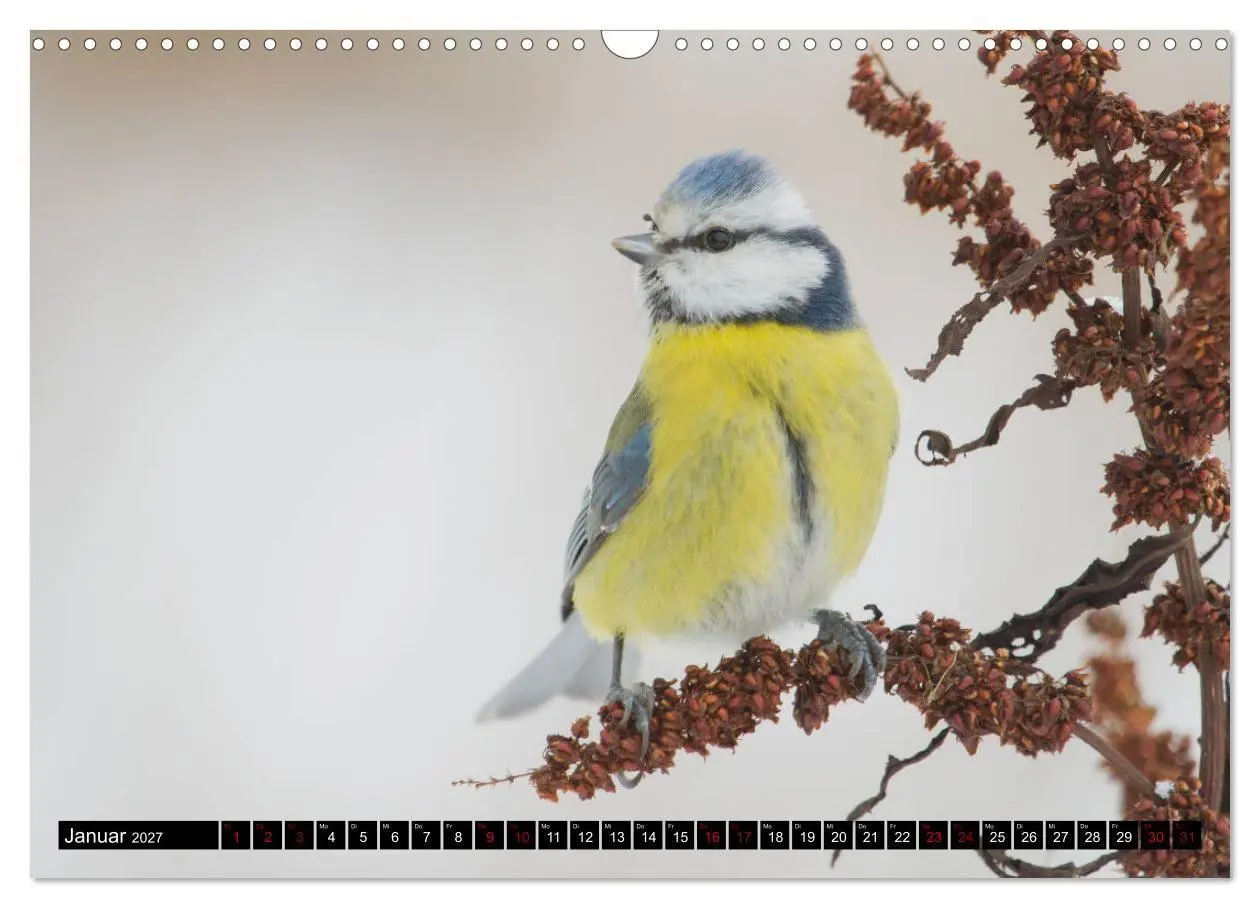 Bild: 9783569805224 | Vögel aus dem Garten (Wandkalender 2027 DIN A3 quer), CALVENDO...