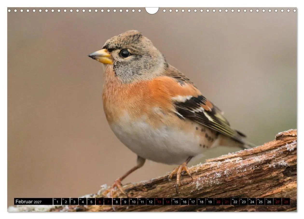 Bild: 9783569805224 | Vögel aus dem Garten (Wandkalender 2027 DIN A3 quer), CALVENDO...