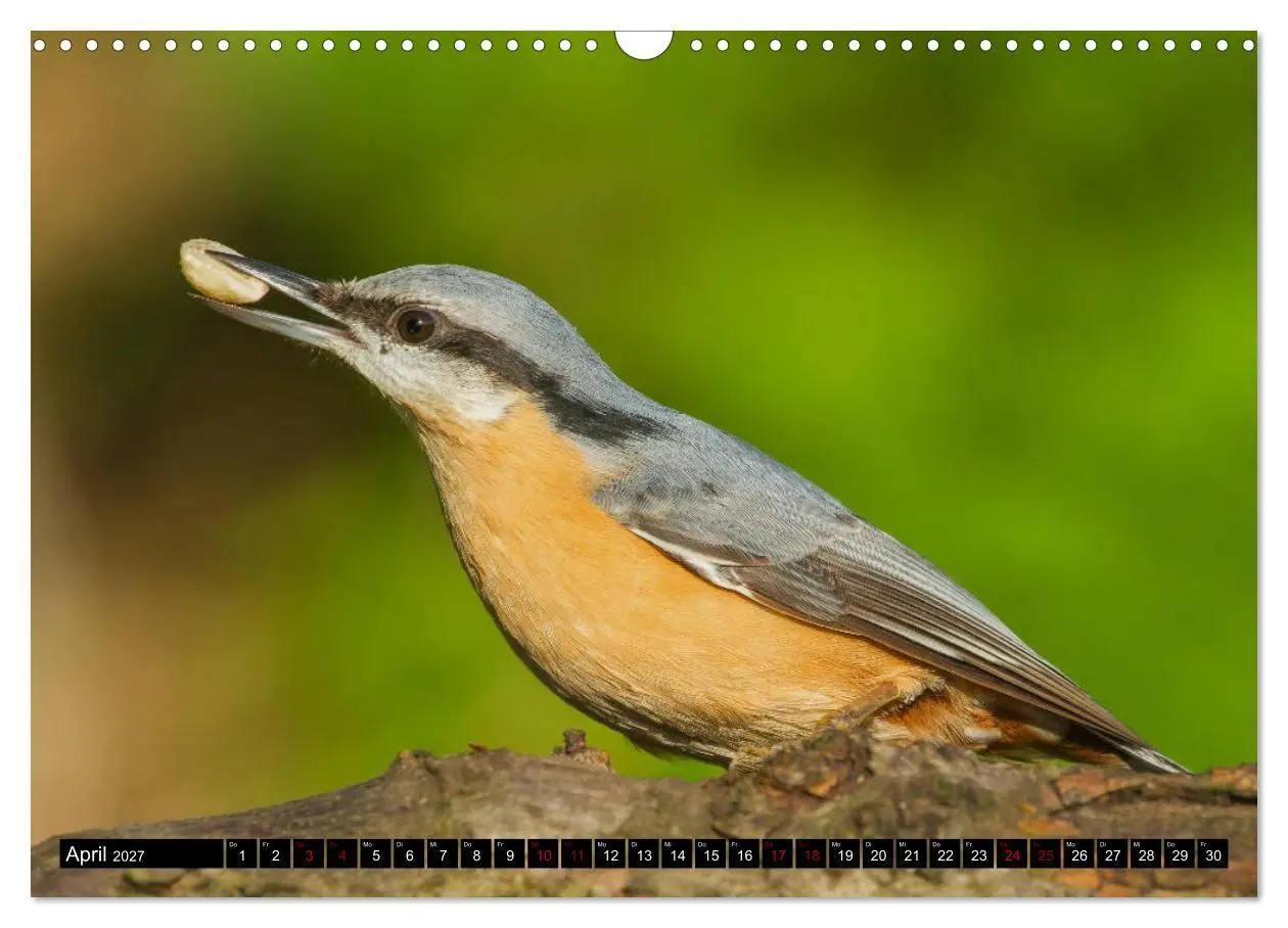 Bild: 9783569805224 | Vögel aus dem Garten (Wandkalender 2027 DIN A3 quer), CALVENDO...