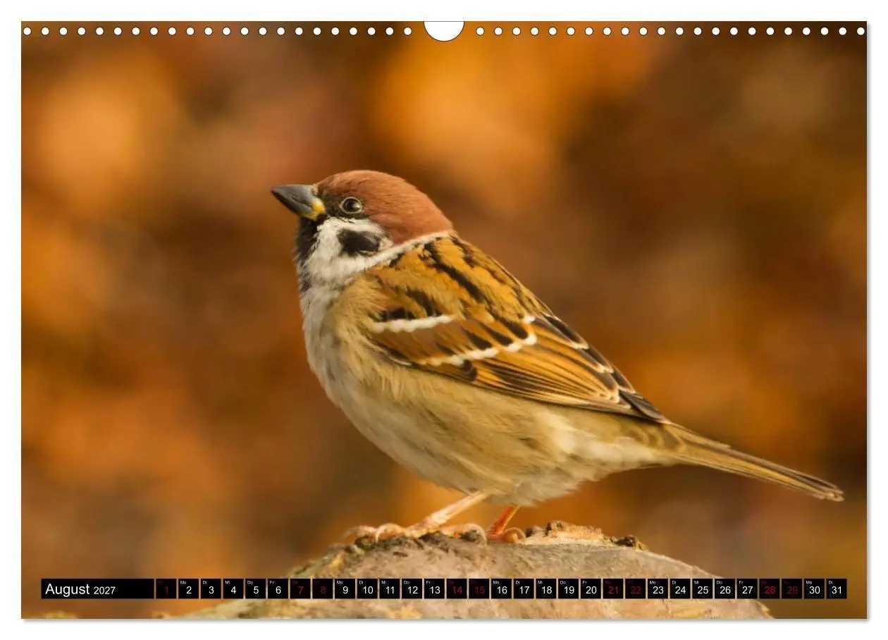 Bild: 9783569805224 | Vögel aus dem Garten (Wandkalender 2027 DIN A3 quer), CALVENDO...
