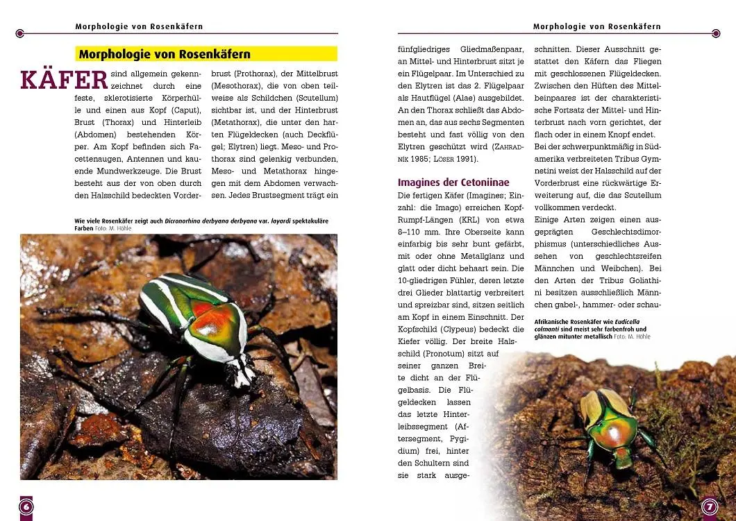 Bild: 9783866595224 | Afrikanische Rosenkäfer | Unterfamilie Cetoniinae | Uwe Schlüter