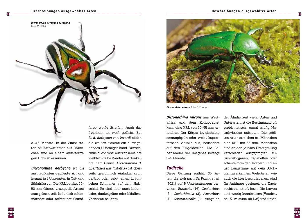 Bild: 9783866595224 | Afrikanische Rosenkäfer | Unterfamilie Cetoniinae | Uwe Schlüter