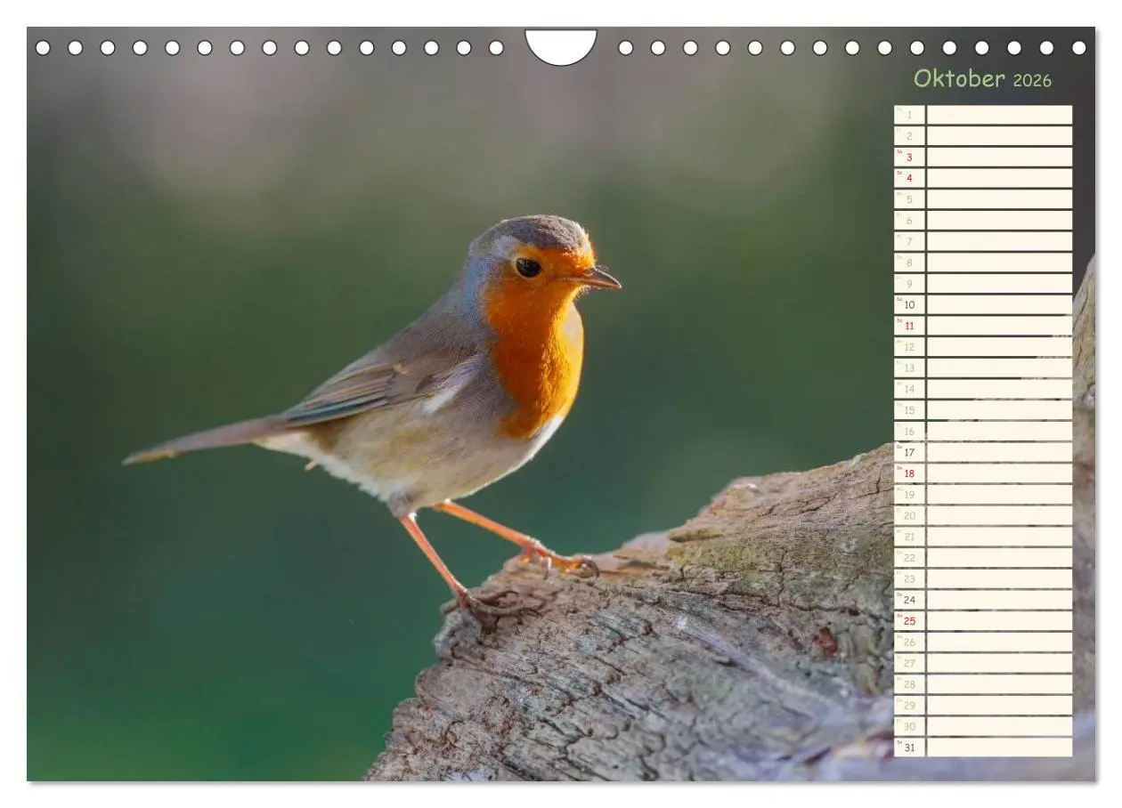 Bild: 9783516015324 | Gefiederte Schönheiten - Das Rotkehlchen / Planer (Wandkalender...