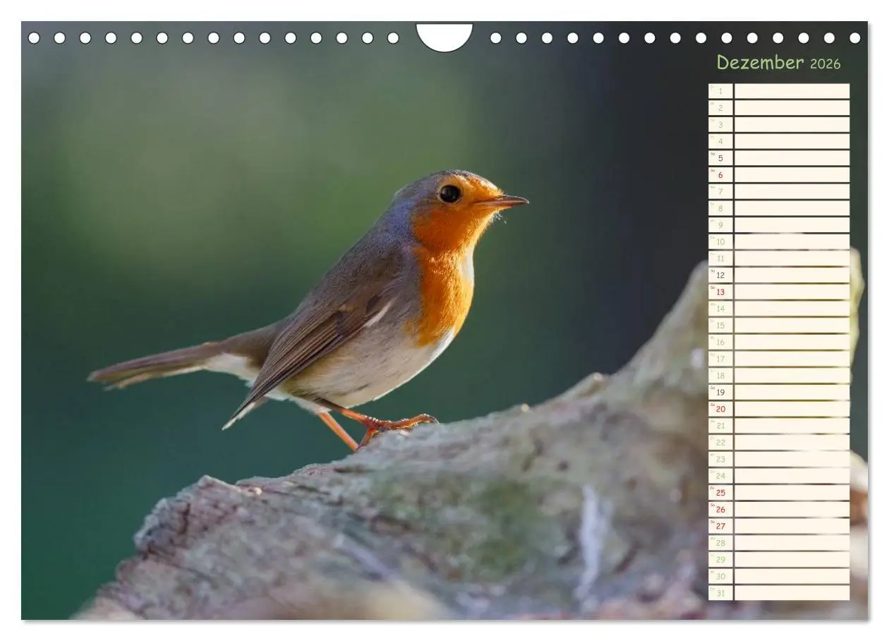 Bild: 9783516015324 | Gefiederte Schönheiten - Das Rotkehlchen / Planer (Wandkalender...