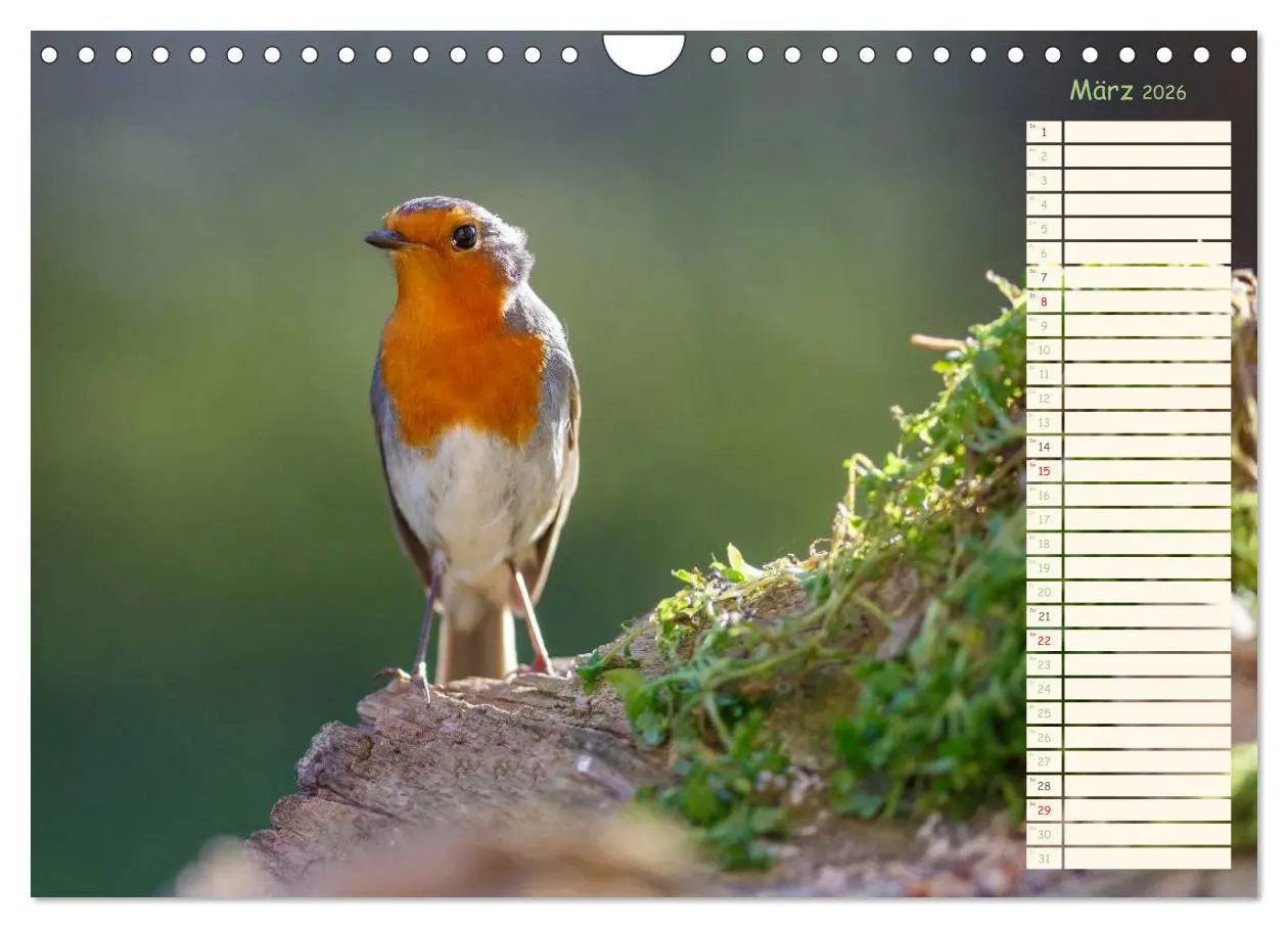 Bild: 9783516015324 | Gefiederte Schönheiten - Das Rotkehlchen / Planer (Wandkalender...