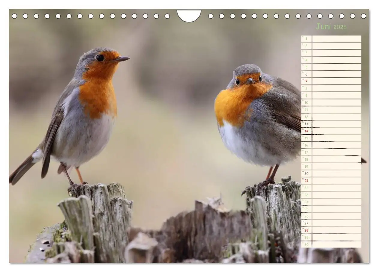 Bild: 9783516015324 | Gefiederte Schönheiten - Das Rotkehlchen / Planer (Wandkalender...