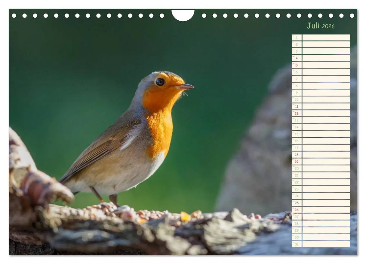 Bild: 9783516015324 | Gefiederte Schönheiten - Das Rotkehlchen / Planer (Wandkalender...