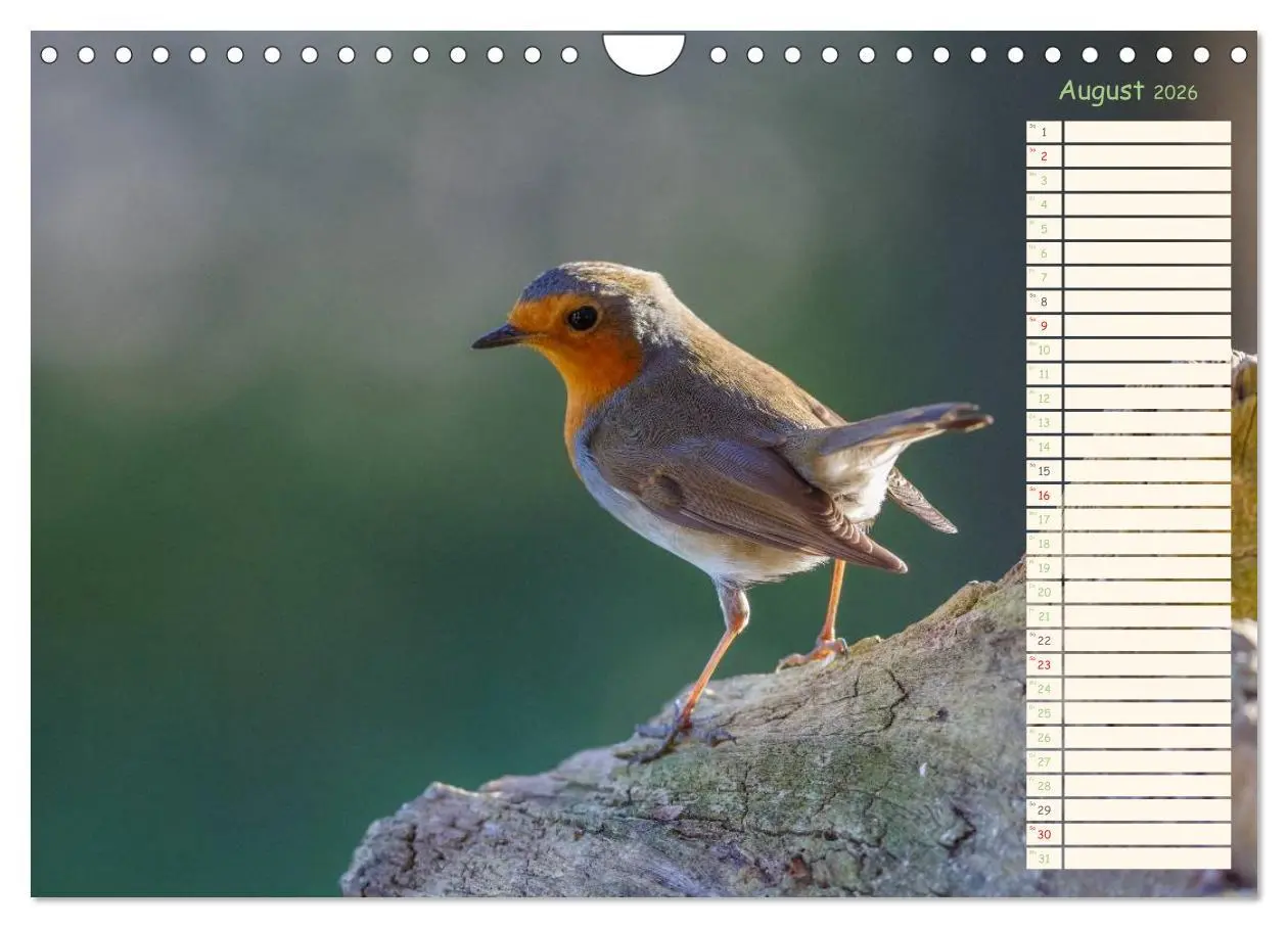 Bild: 9783516015324 | Gefiederte Schönheiten - Das Rotkehlchen / Planer (Wandkalender...
