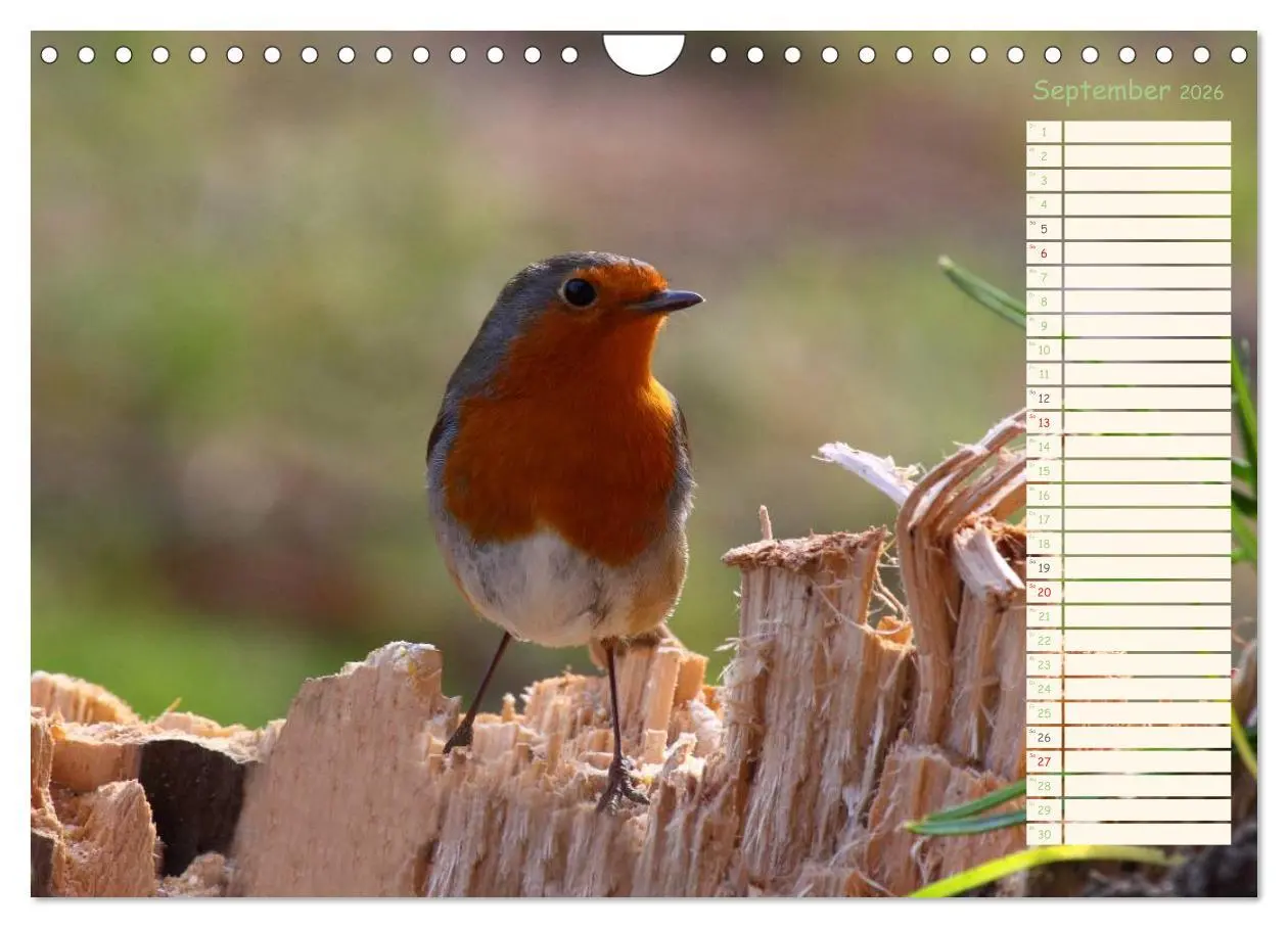 Bild: 9783516015324 | Gefiederte Schönheiten - Das Rotkehlchen / Planer (Wandkalender...