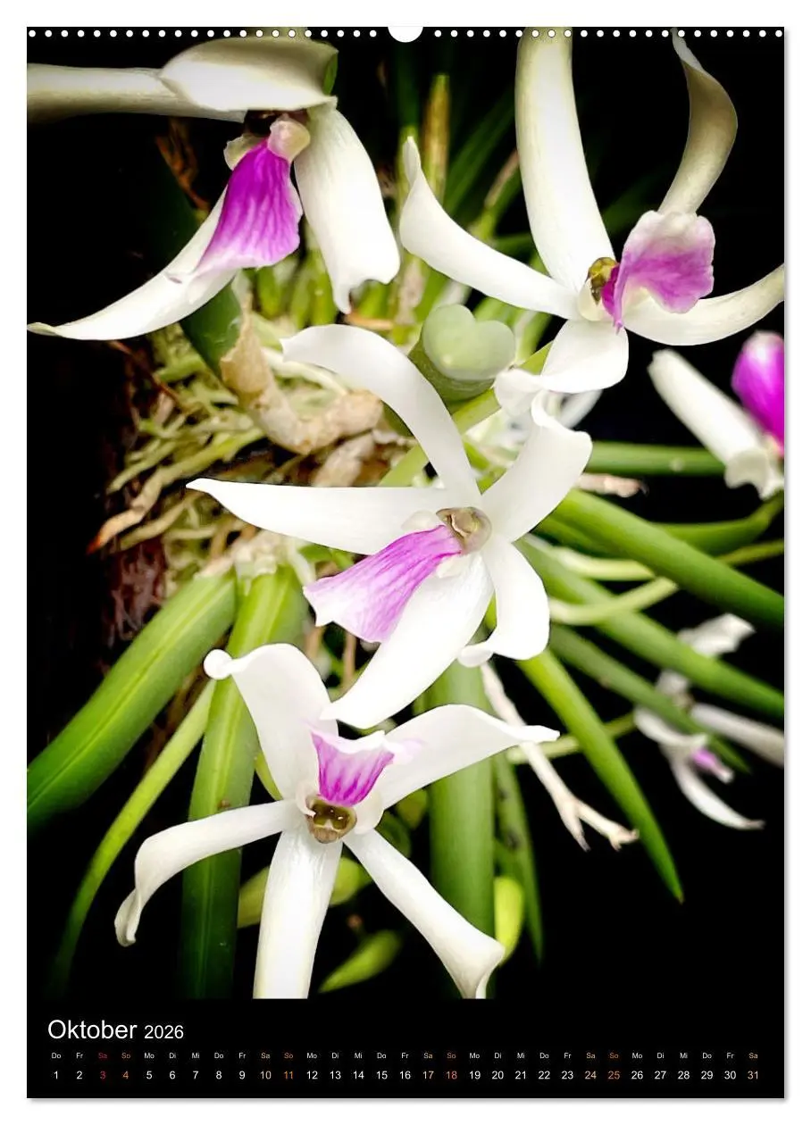 Bild: 9783516325324 | Orchideen - Exoten im Wohnzimmer (hochwertiger Premium Wandkalender...