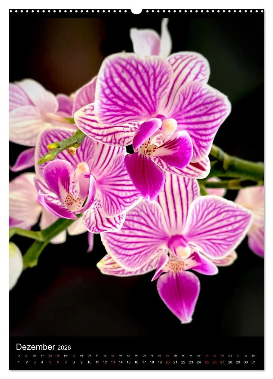 Bild: 9783516325324 | Orchideen - Exoten im Wohnzimmer (hochwertiger Premium Wandkalender...