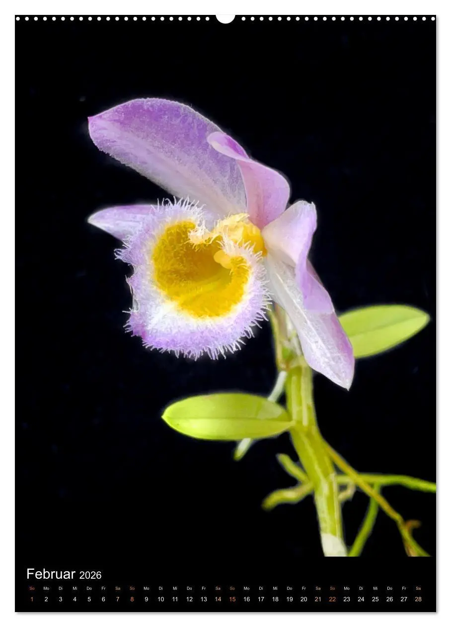 Bild: 9783516325324 | Orchideen - Exoten im Wohnzimmer (hochwertiger Premium Wandkalender...