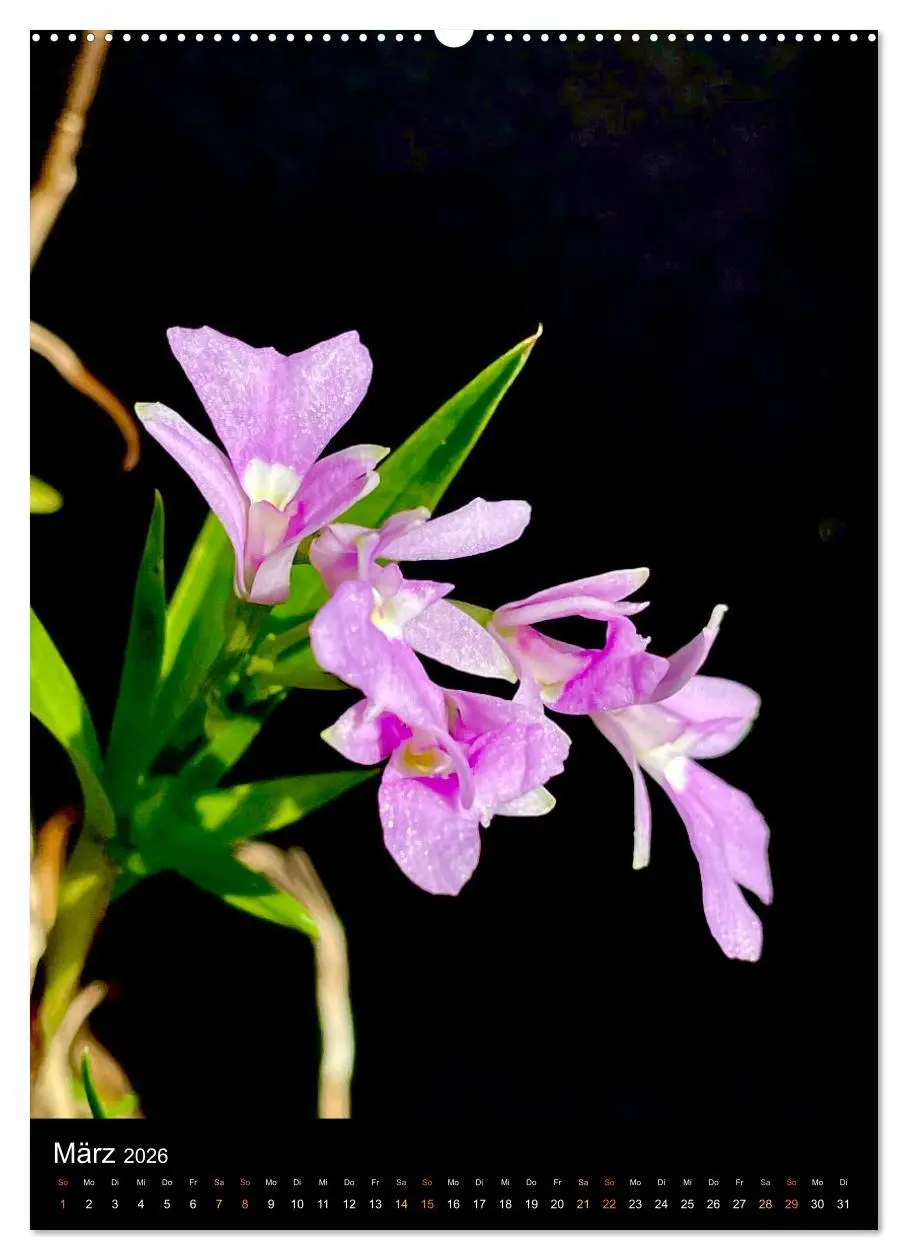 Bild: 9783516325324 | Orchideen - Exoten im Wohnzimmer (hochwertiger Premium Wandkalender...
