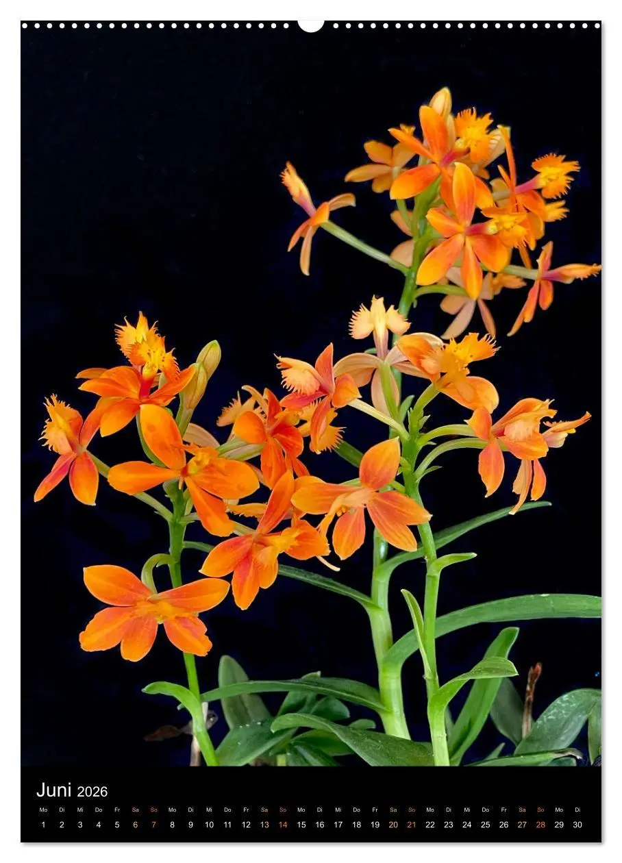 Bild: 9783516325324 | Orchideen - Exoten im Wohnzimmer (hochwertiger Premium Wandkalender...