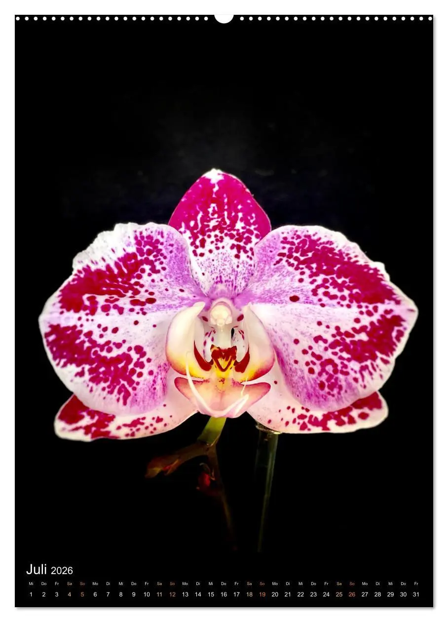 Bild: 9783516325324 | Orchideen - Exoten im Wohnzimmer (hochwertiger Premium Wandkalender...