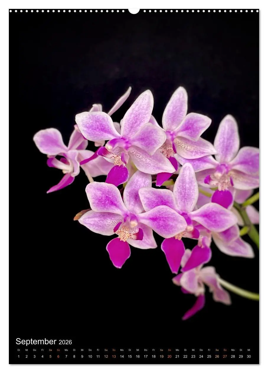 Bild: 9783516325324 | Orchideen - Exoten im Wohnzimmer (hochwertiger Premium Wandkalender...
