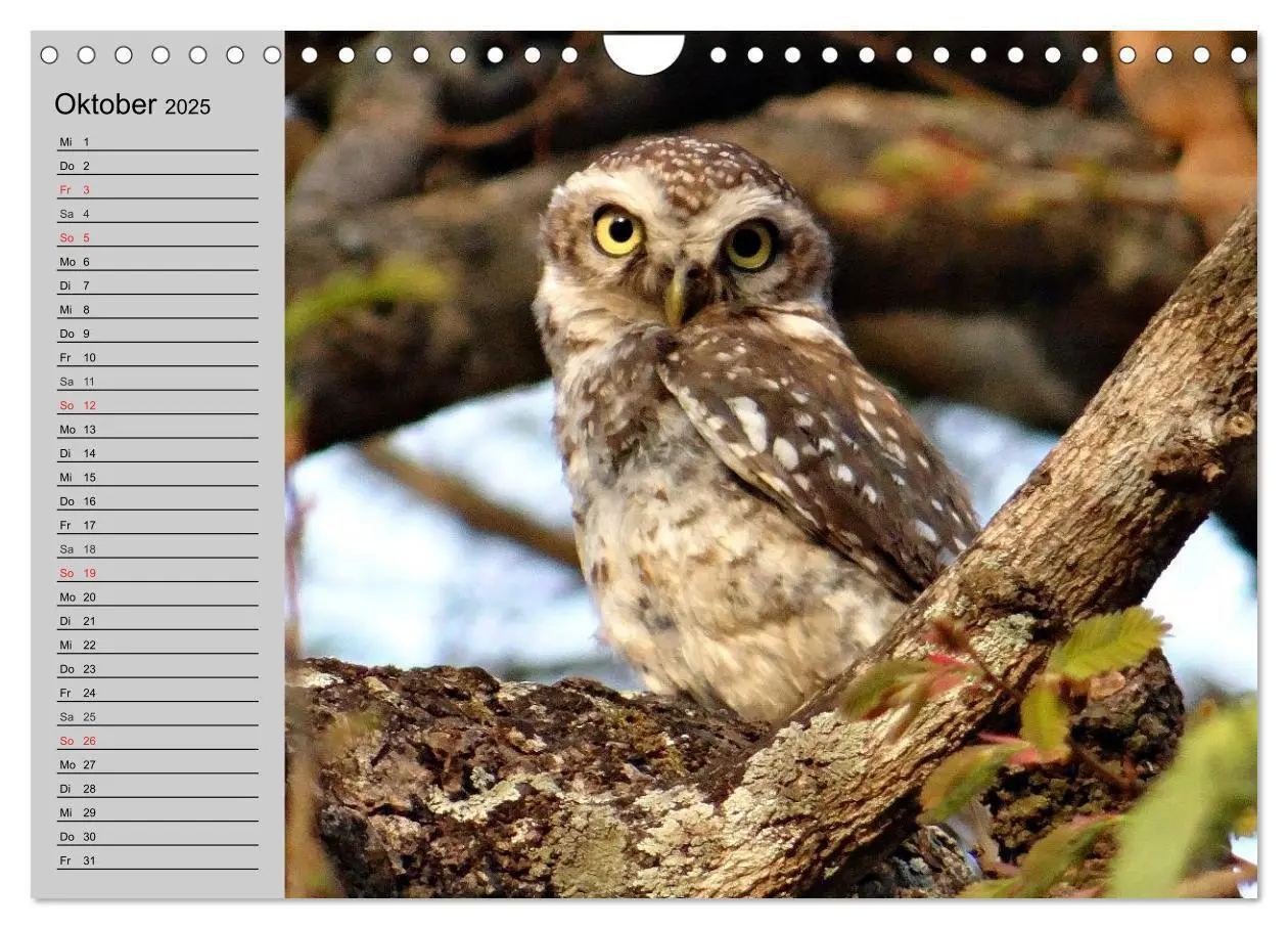 Bild: 9783435685424 | Eulen. Wächter der Nacht (Wandkalender 2025 DIN A4 quer), CALVENDO...