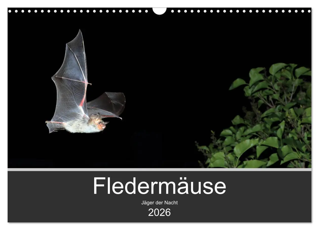 Cover: 9783457845424 | Fledermäuse - Jäger der Nacht (Wandkalender 2026 DIN A3 quer),...