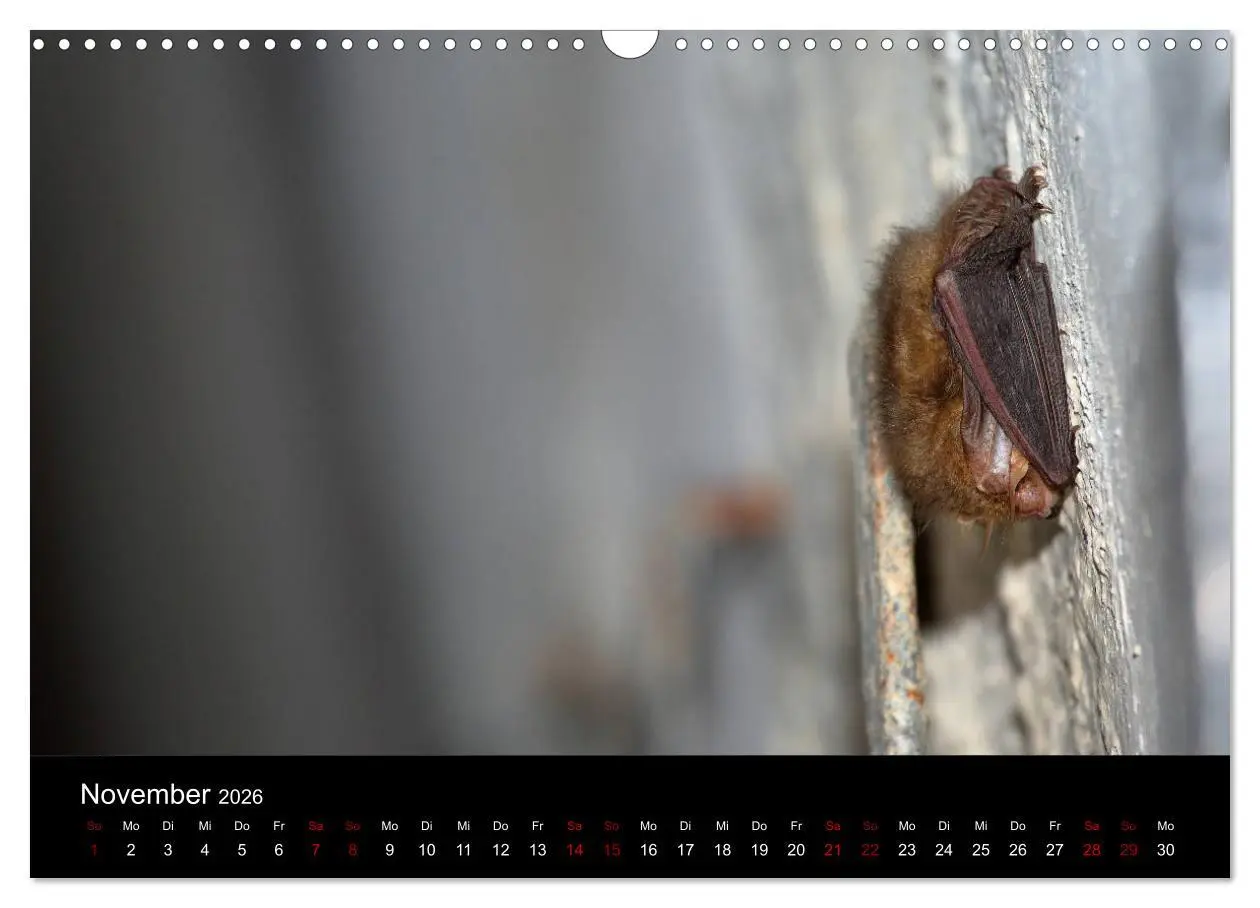 Bild: 9783457845424 | Fledermäuse - Jäger der Nacht (Wandkalender 2026 DIN A3 quer),...