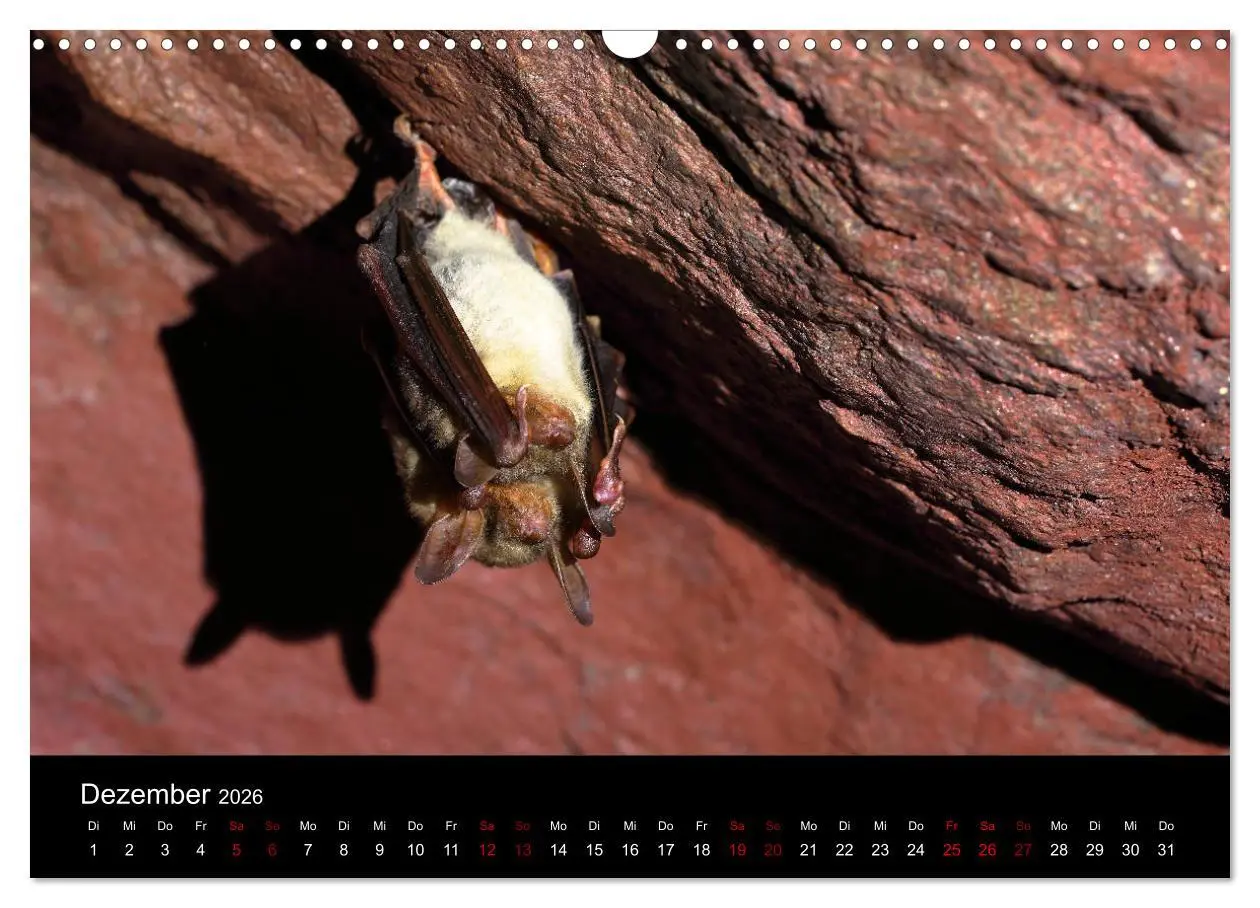 Bild: 9783457845424 | Fledermäuse - Jäger der Nacht (Wandkalender 2026 DIN A3 quer),...