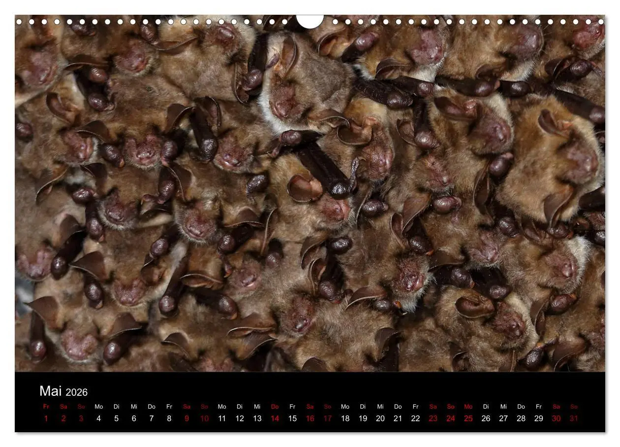 Bild: 9783457845424 | Fledermäuse - Jäger der Nacht (Wandkalender 2026 DIN A3 quer),...