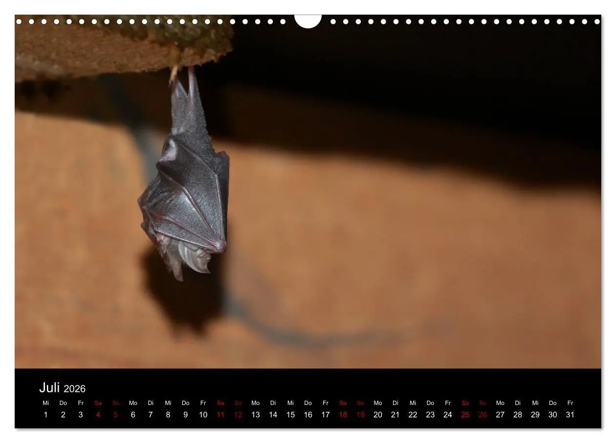 Bild: 9783457845424 | Fledermäuse - Jäger der Nacht (Wandkalender 2026 DIN A3 quer),...