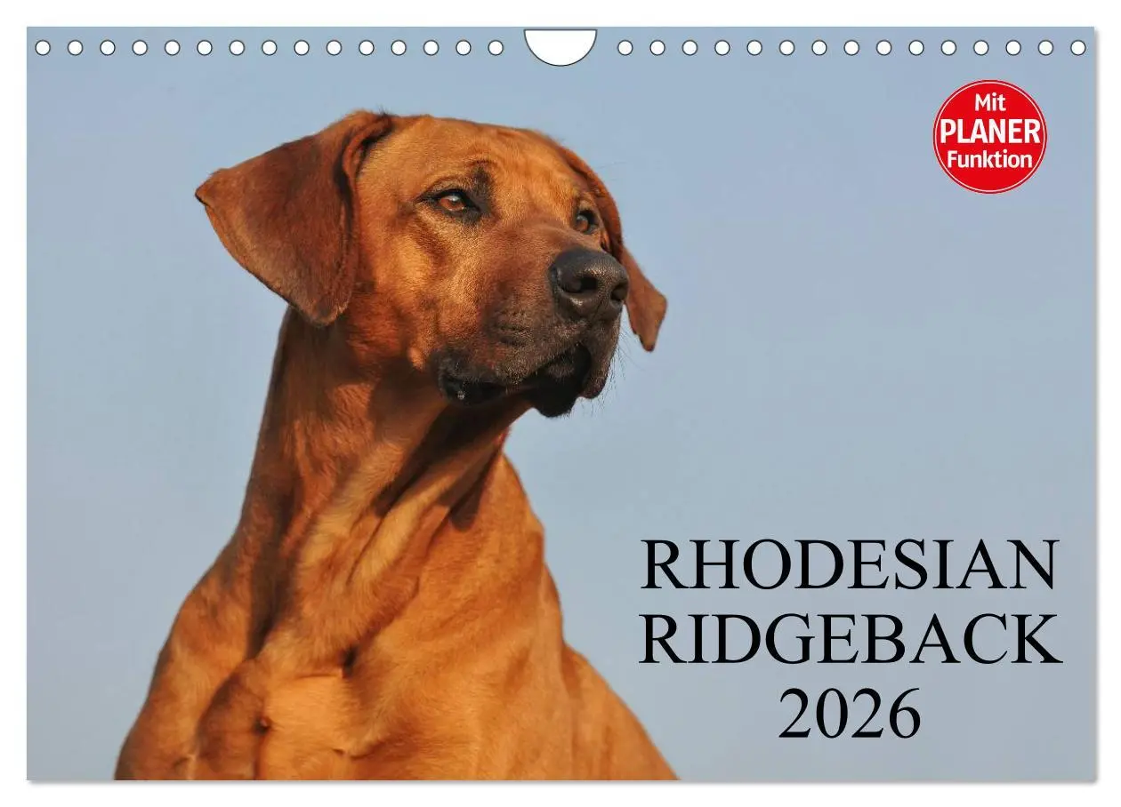 Cover: 9783516005424 | Rhodesian Ridgeback 2026 (Wandkalender 2026 DIN A4 quer), CALVENDO...