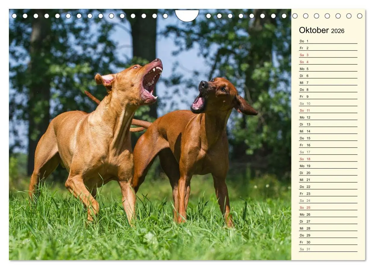 Bild: 9783516005424 | Rhodesian Ridgeback 2026 (Wandkalender 2026 DIN A4 quer), CALVENDO...