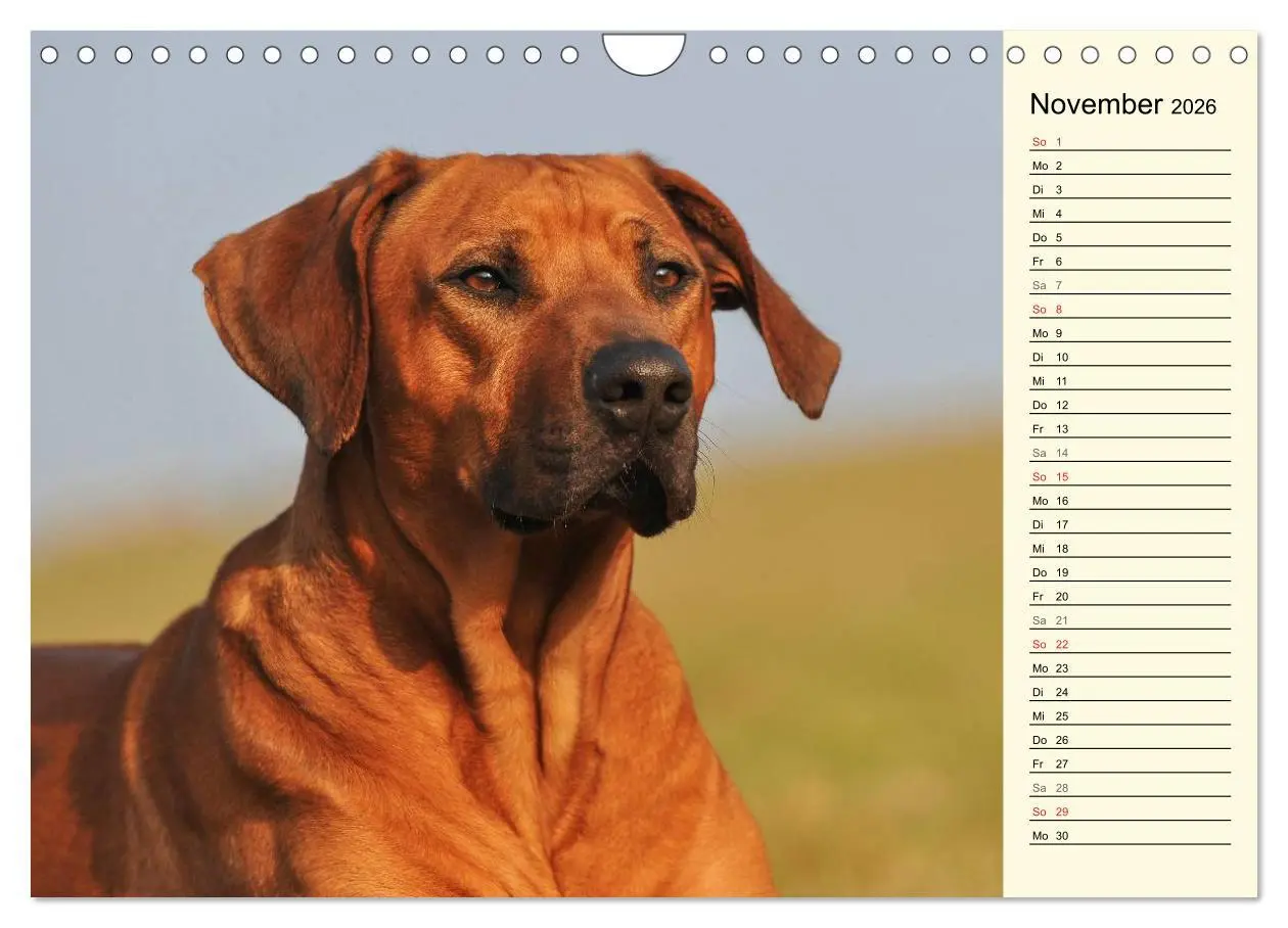Bild: 9783516005424 | Rhodesian Ridgeback 2026 (Wandkalender 2026 DIN A4 quer), CALVENDO...