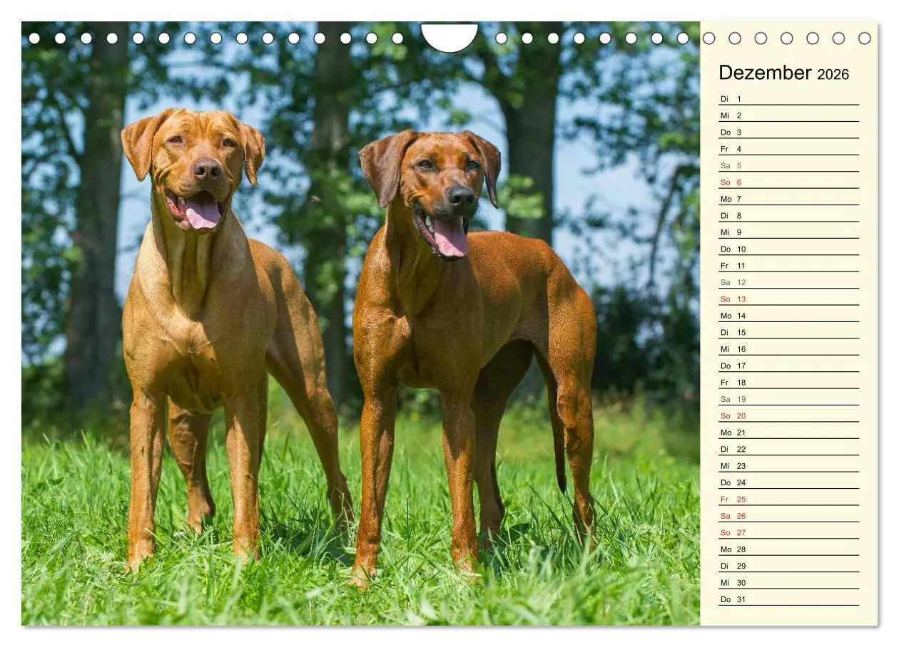 Bild: 9783516005424 | Rhodesian Ridgeback 2026 (Wandkalender 2026 DIN A4 quer), CALVENDO...