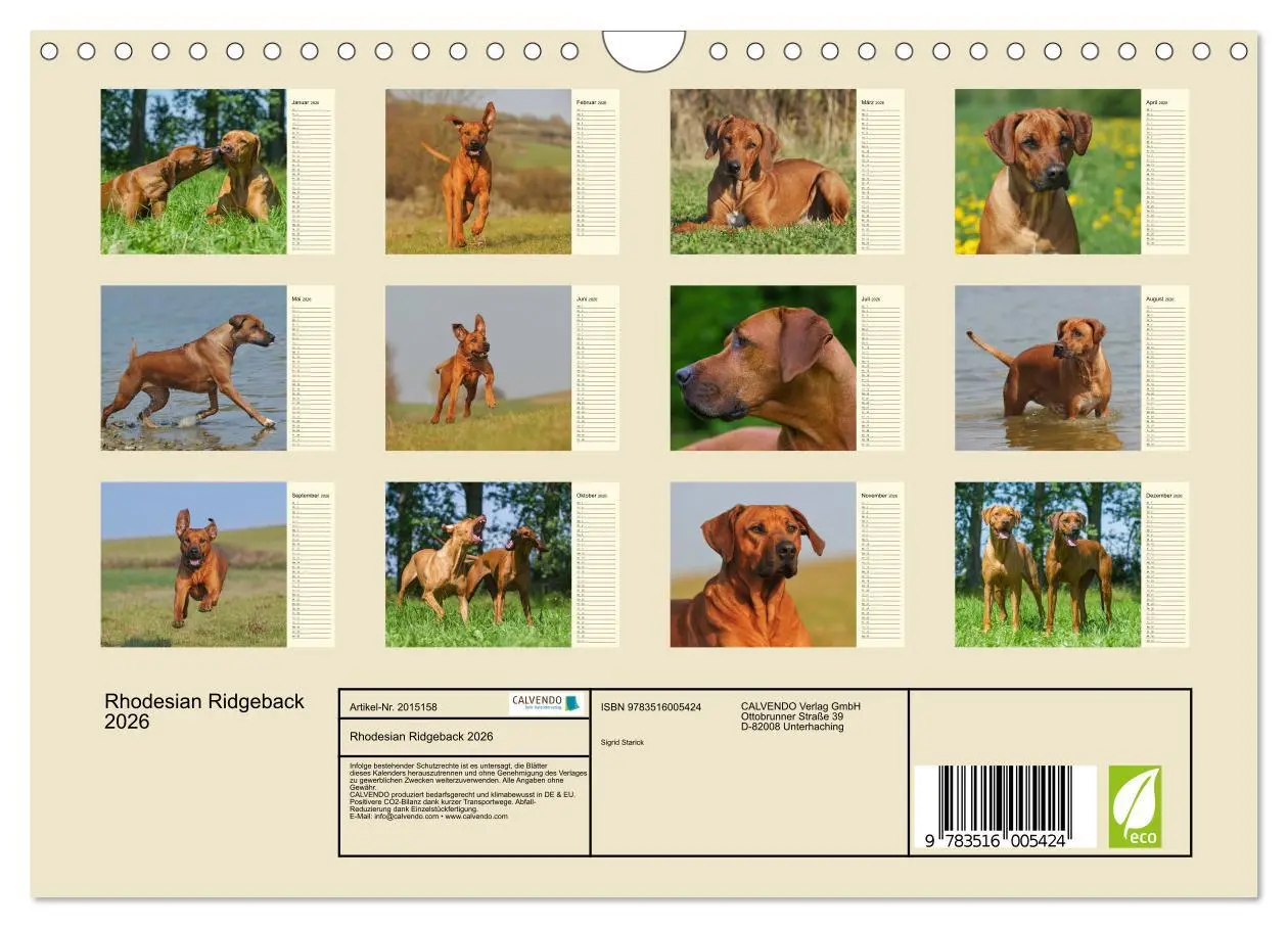 Bild: 9783516005424 | Rhodesian Ridgeback 2026 (Wandkalender 2026 DIN A4 quer), CALVENDO...
