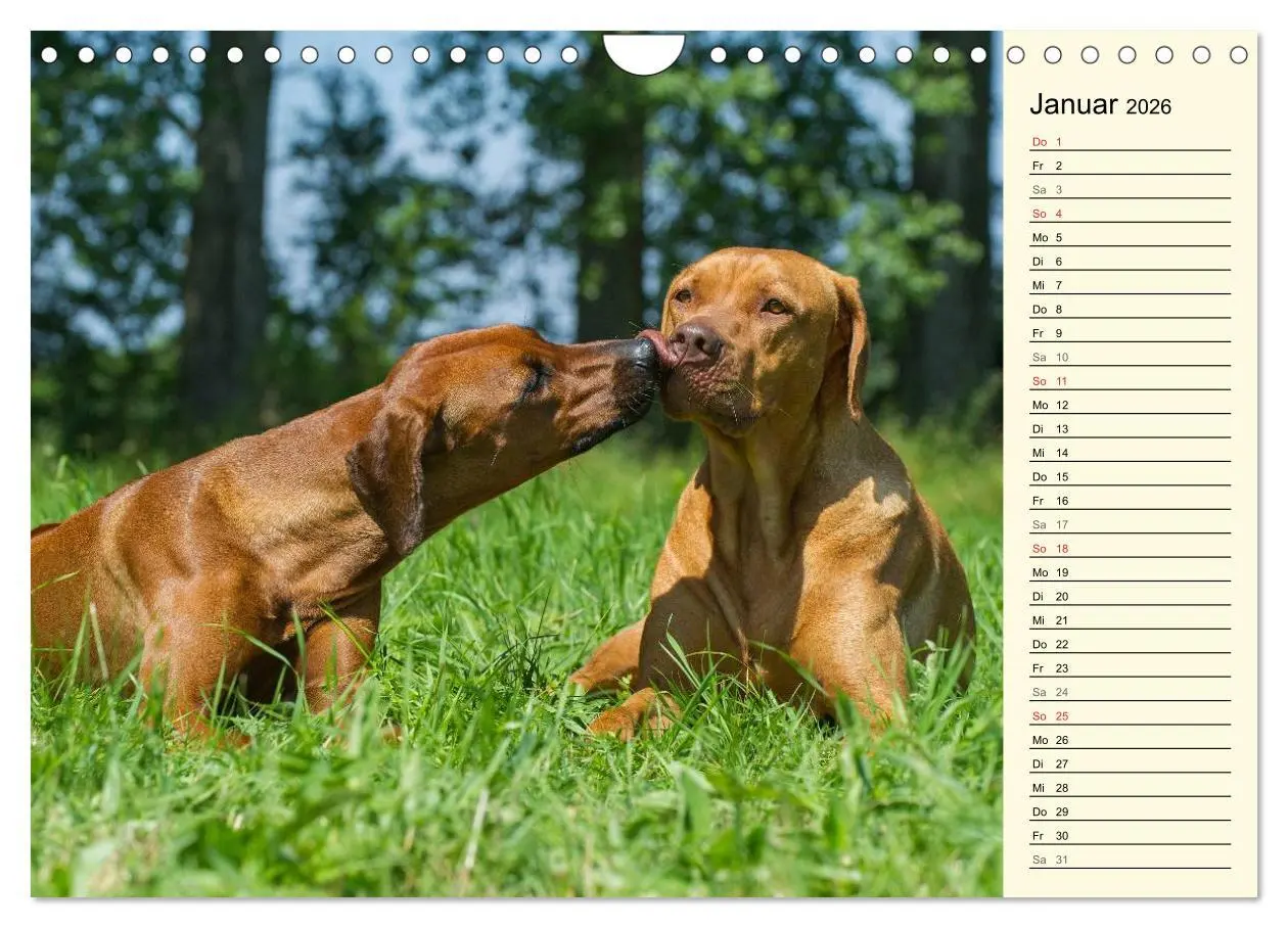 Bild: 9783516005424 | Rhodesian Ridgeback 2026 (Wandkalender 2026 DIN A4 quer), CALVENDO...