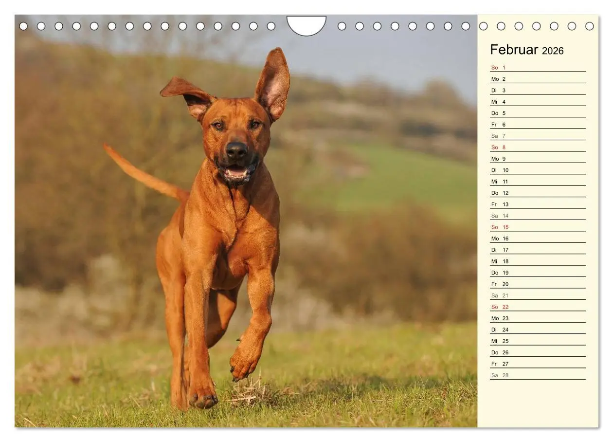 Bild: 9783516005424 | Rhodesian Ridgeback 2026 (Wandkalender 2026 DIN A4 quer), CALVENDO...