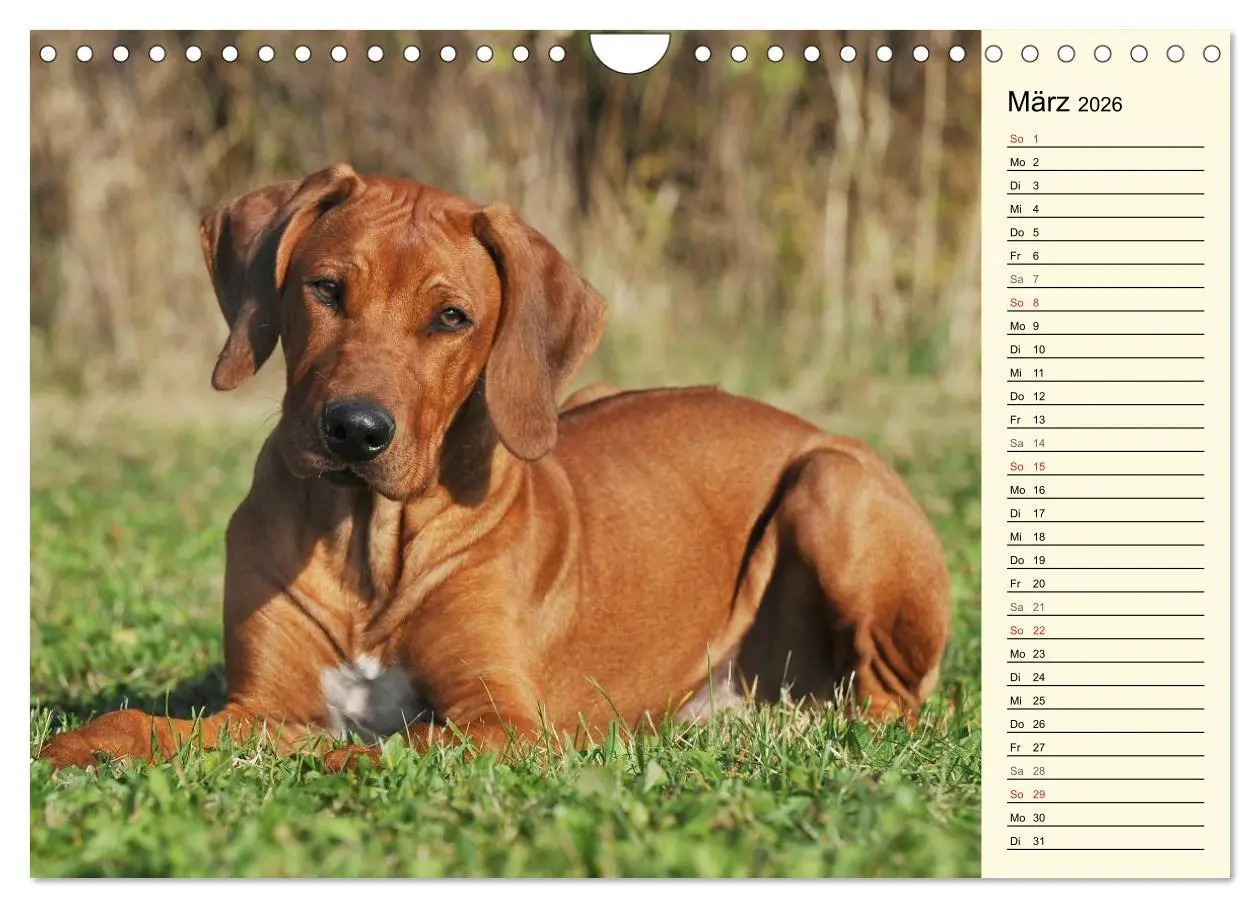Bild: 9783516005424 | Rhodesian Ridgeback 2026 (Wandkalender 2026 DIN A4 quer), CALVENDO...